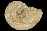 Fossil Ammonite (Medlicottia) - Kazakhstan #117157-1